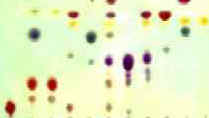 Cromatografia su strato sottile di coloranti per grassi