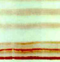 Cromatografia su strato sottile: separazione dei lipidi del pistacchio